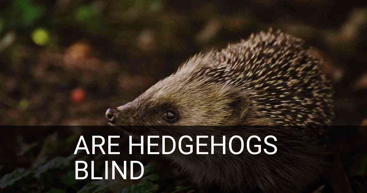 Are Hedgehogs Blind