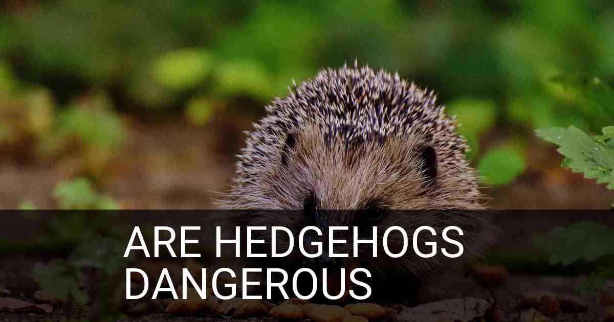 Are Hedgehogs Dangerous