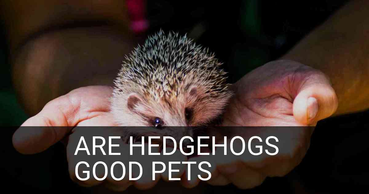 Are Hedgehogs Good Pets