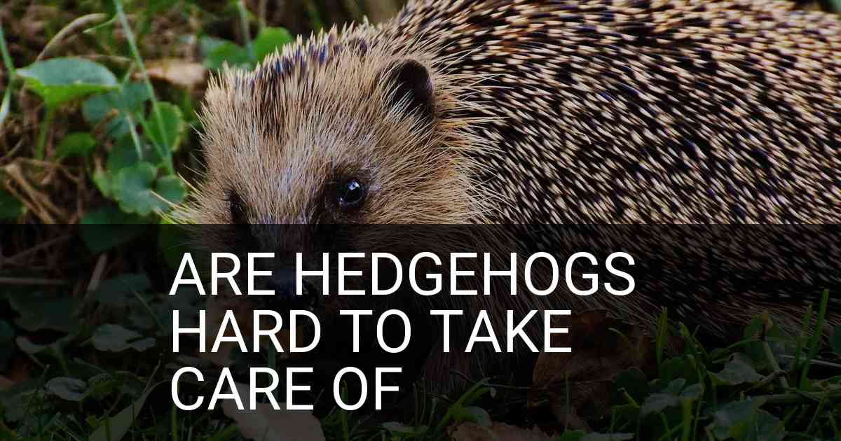 Are Hedgehogs Hard To Take Care Of