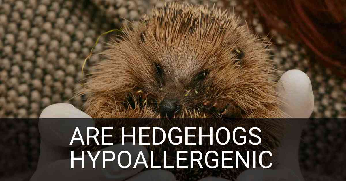 Are Hedgehogs Hypoallergenic