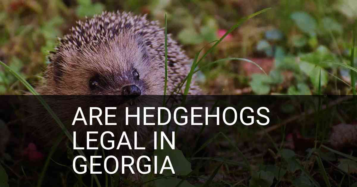 Are Hedgehogs Legal In Georgia