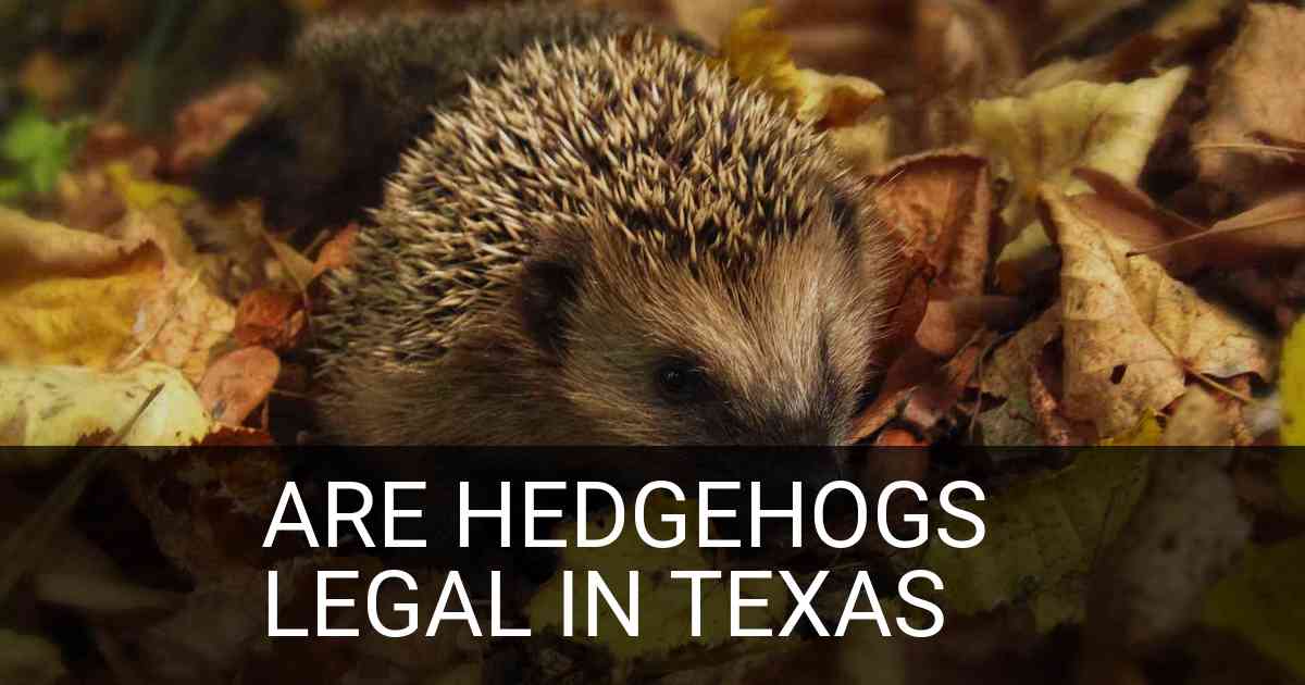 Are Hedgehogs Legal In Texas