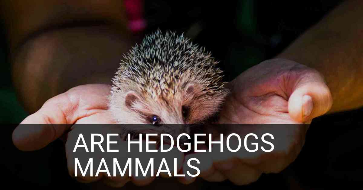 Are Hedgehogs Mammals