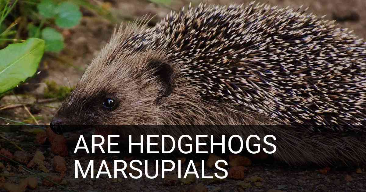 Are Hedgehogs Marsupials