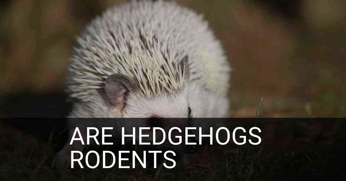Are Hedgehogs Rodents