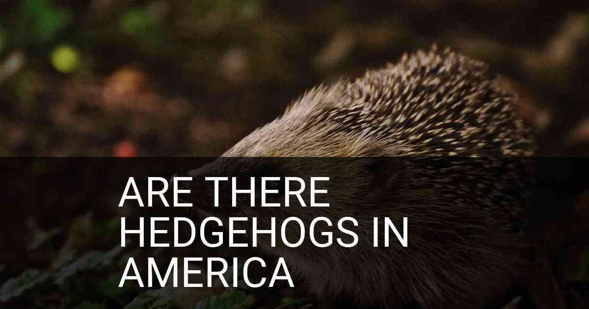 Are There Hedgehogs In America