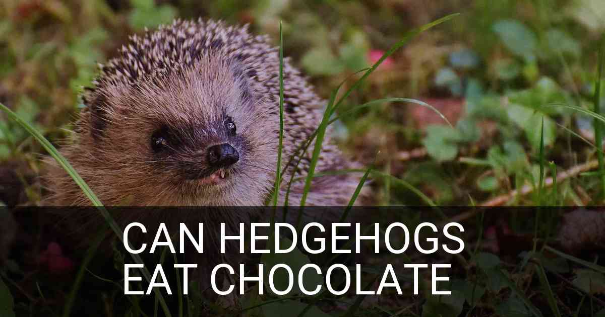 Can Hedgehogs Eat Chocolate