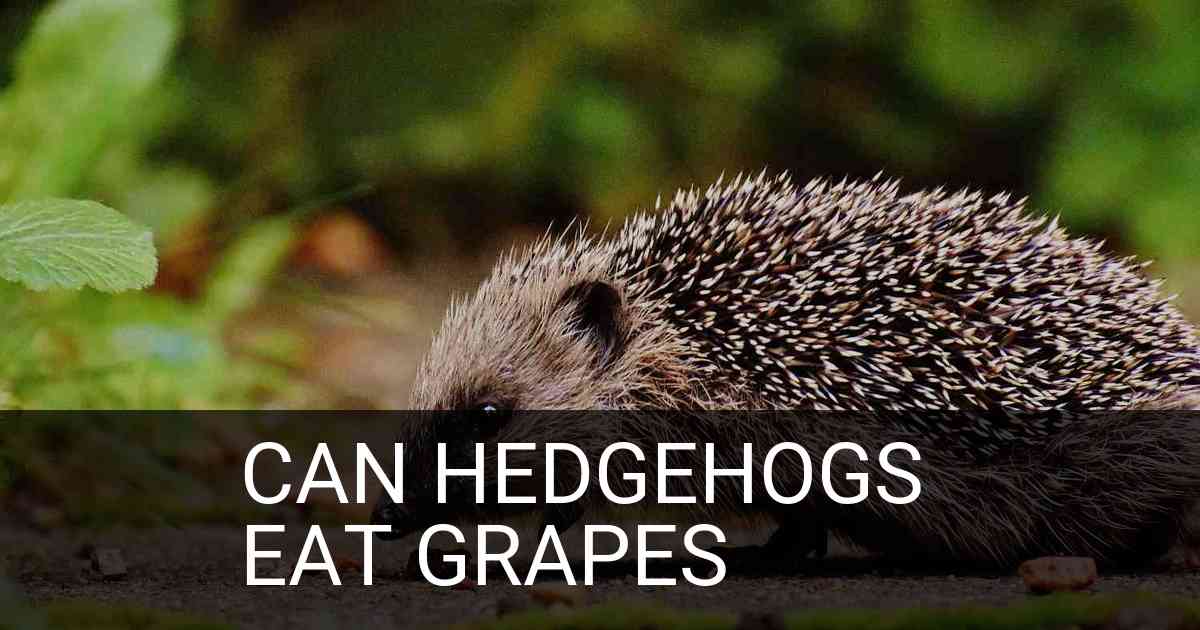 Can Hedgehogs Eat Grapes