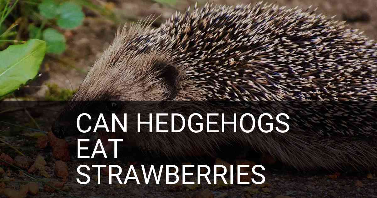 Can Hedgehogs Eat Strawberries
