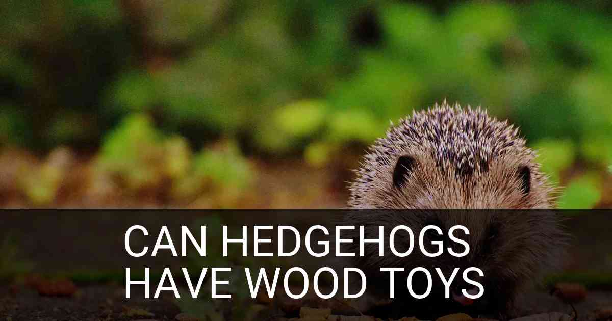Can Hedgehogs Have Wood Toys