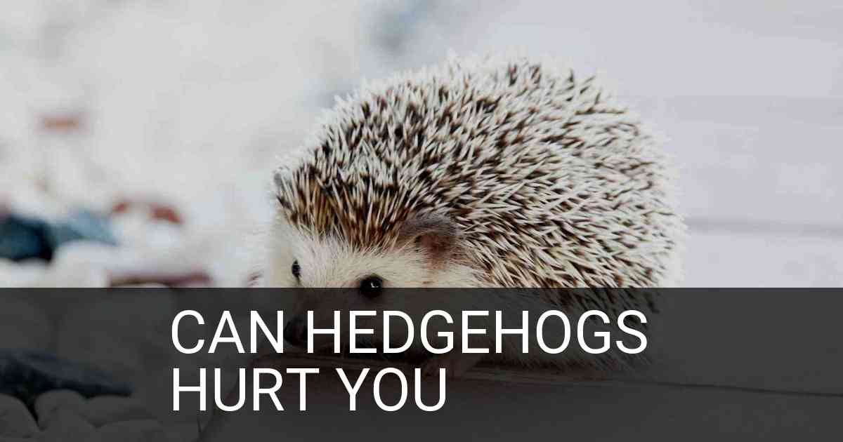 Can Hedgehogs Hurt You