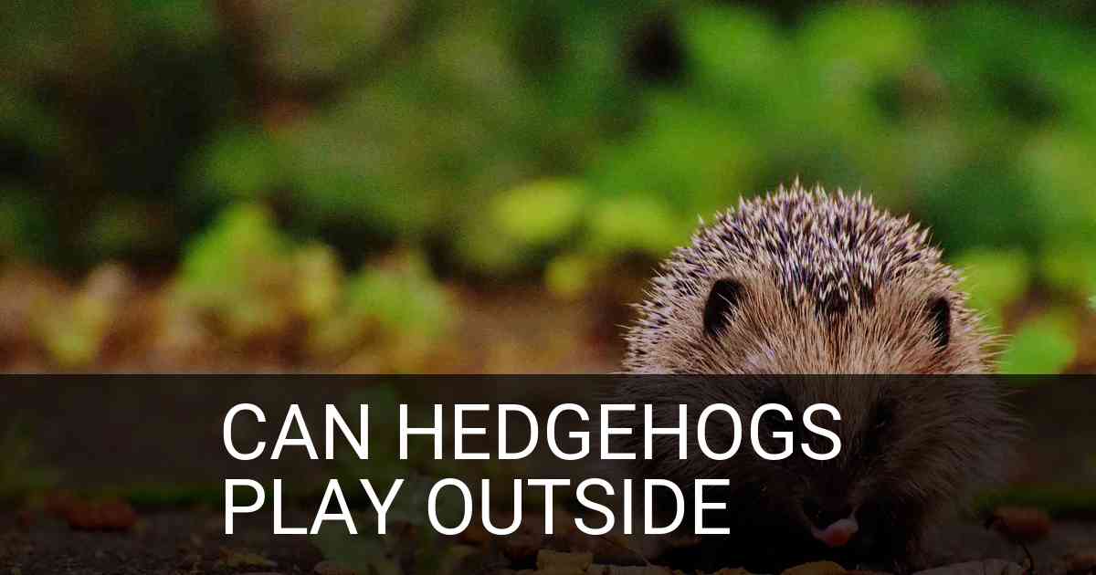 Can Hedgehogs Play Outside
