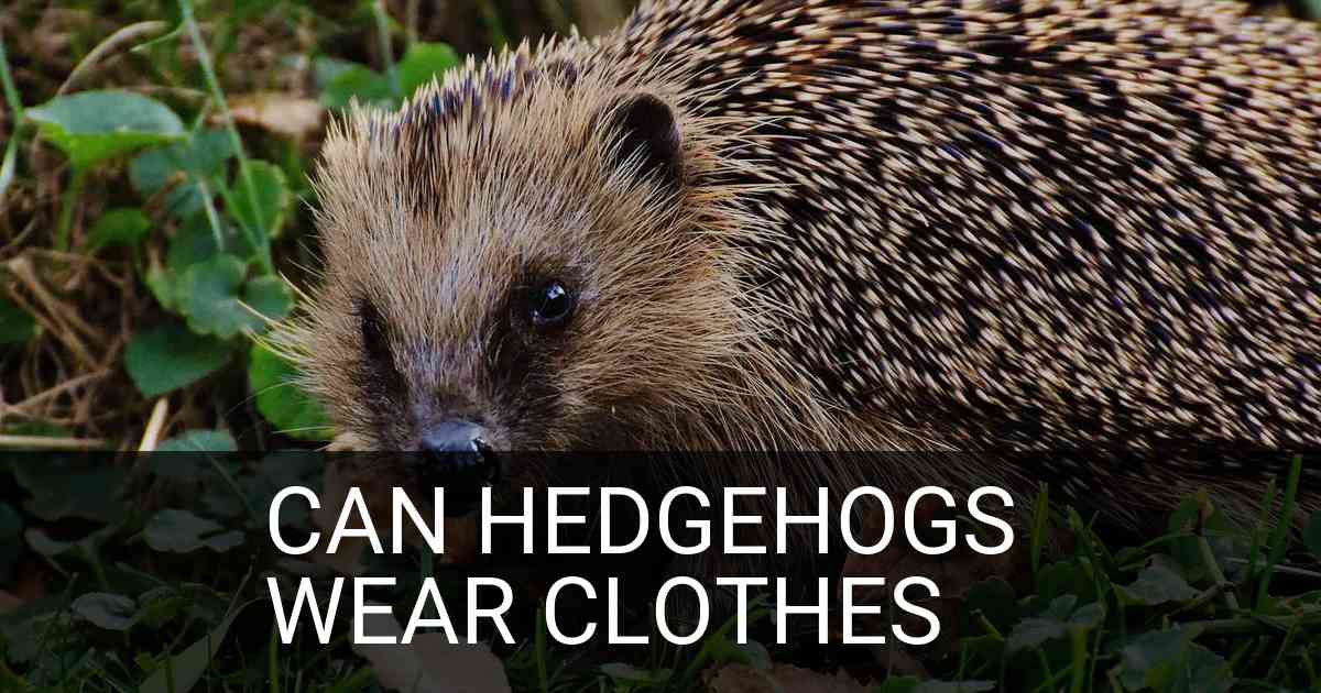 Can Hedgehogs Wear Clothes
