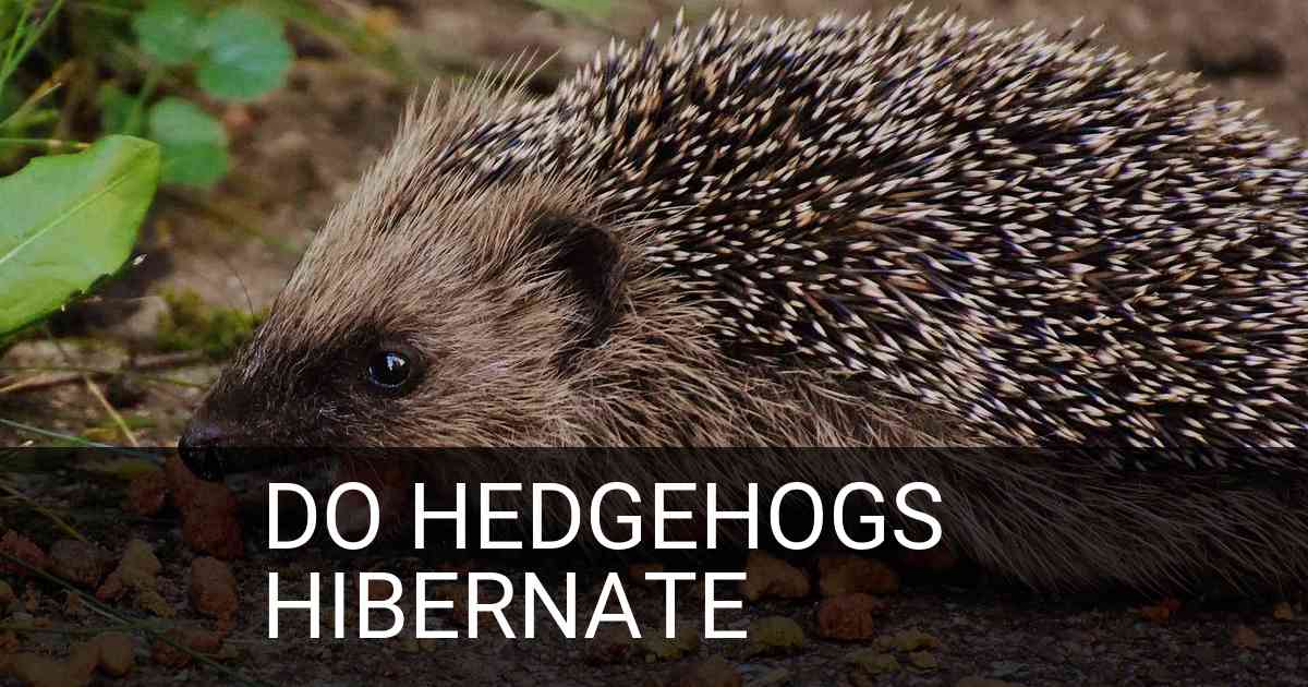 Do Hedgehogs Hibernate