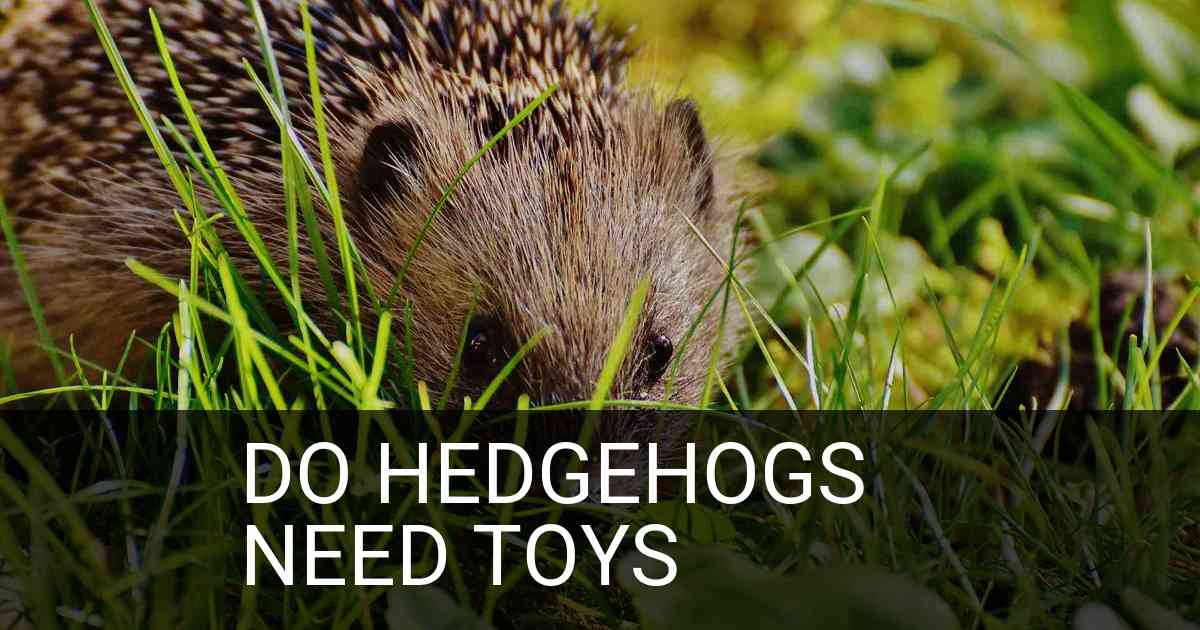 Do Hedgehogs Need Toys