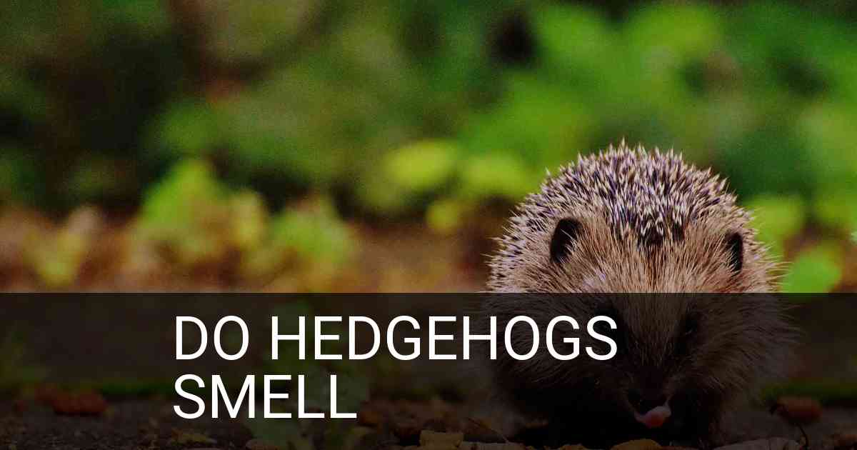 Do Hedgehogs Smell