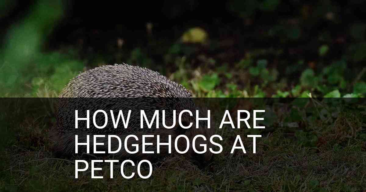 How Much Are Hedgehogs At Petco