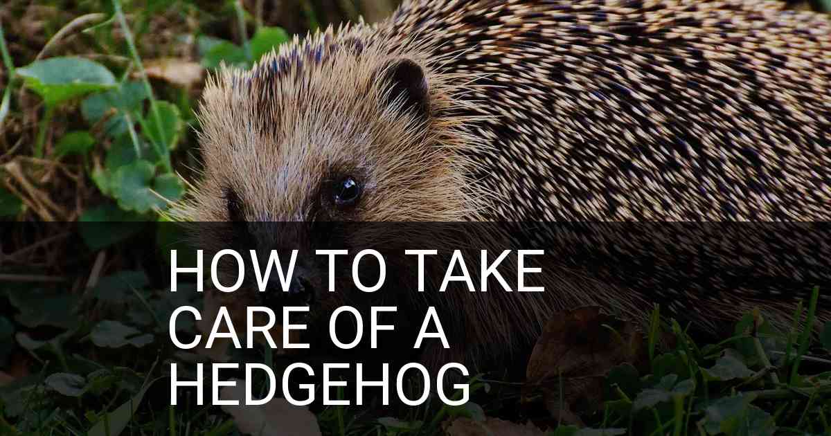 How To Take Care Of A Hedgehog