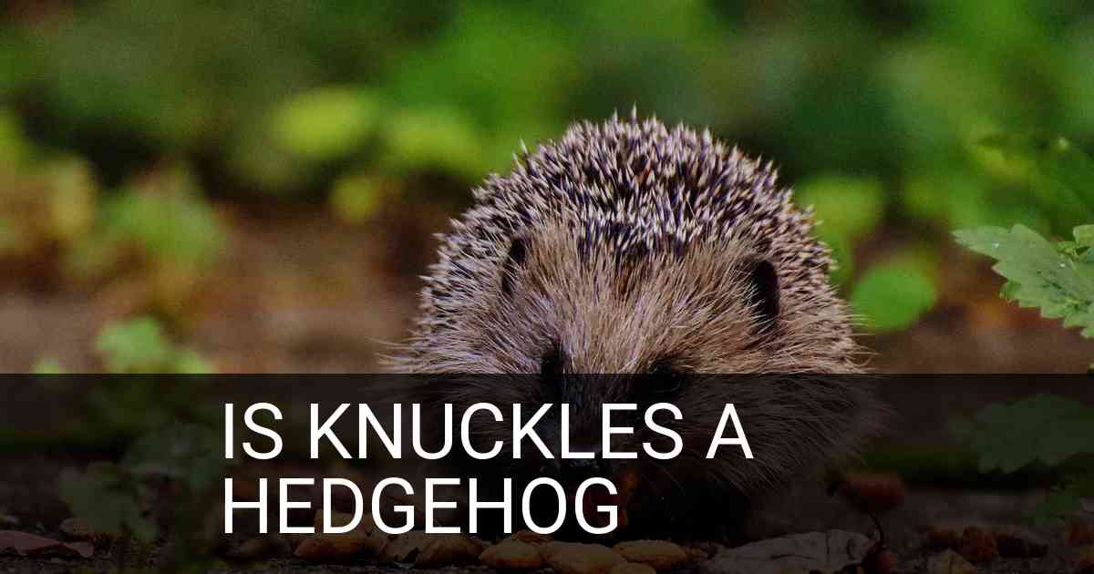 Is Knuckles A Hedgehog