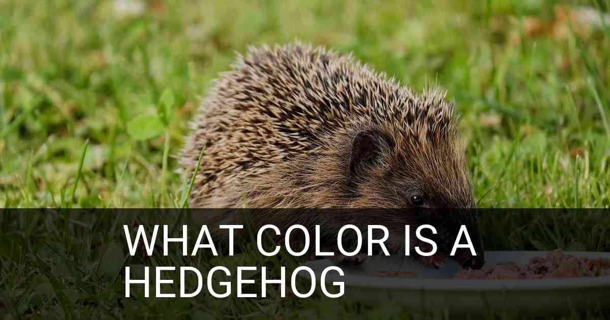What Color Is A Hedgehog