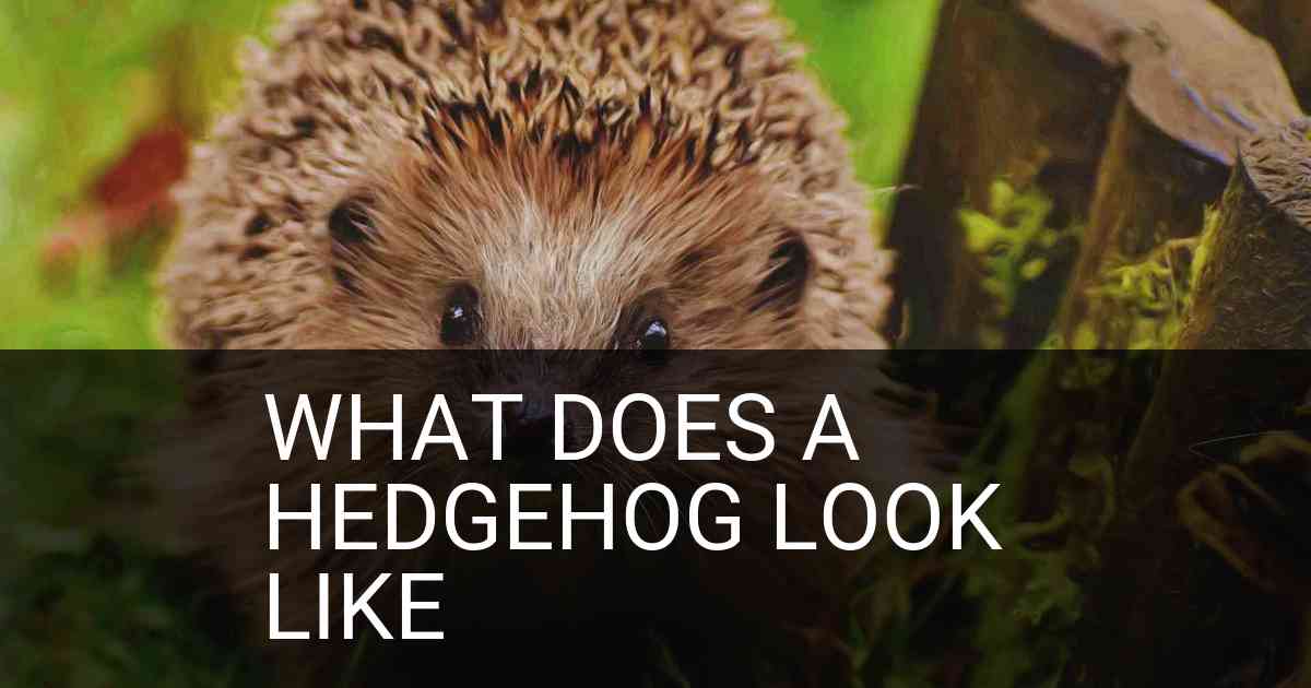What Does A Hedgehog Look Like