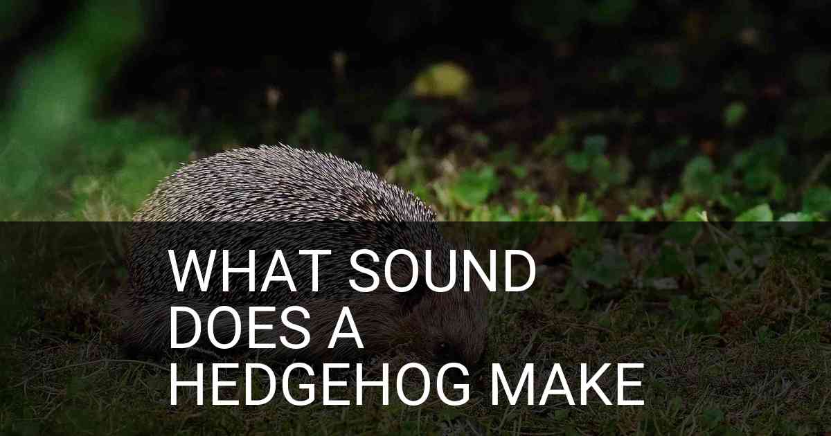 What Sound Does A Hedgehog Make