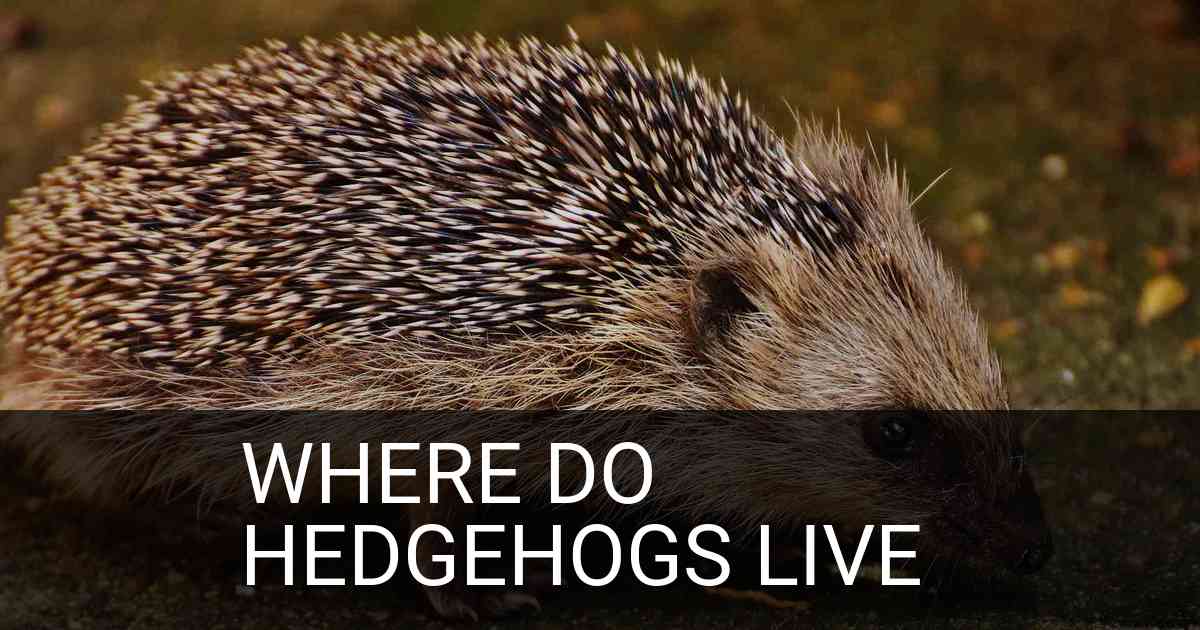 Where Do Hedgehogs Live
