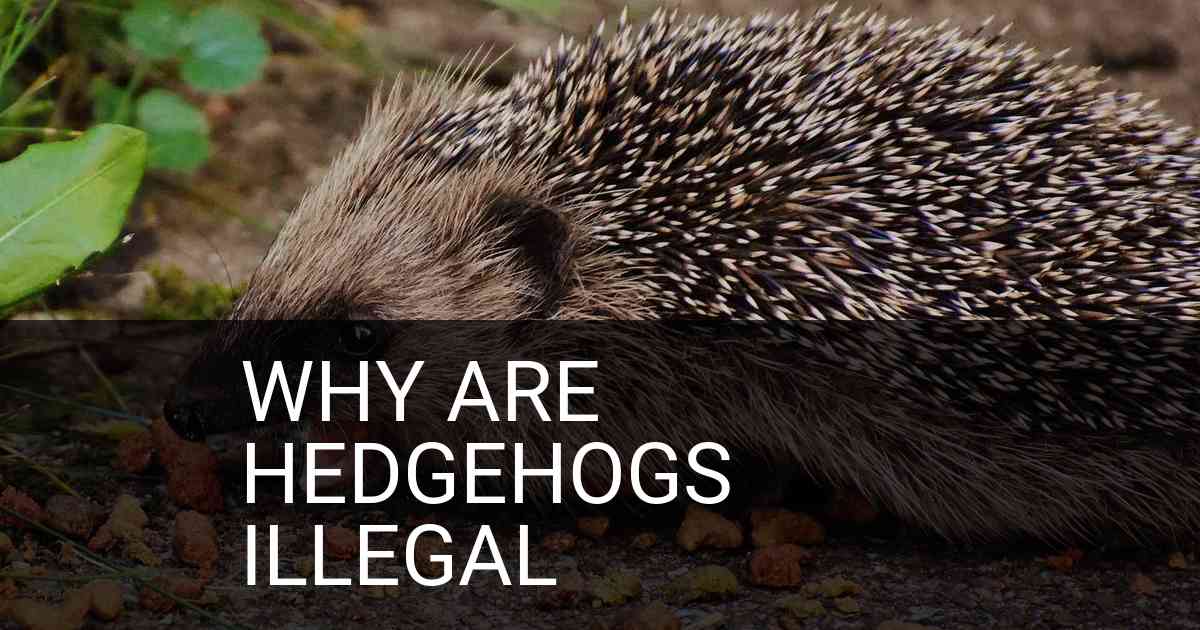 Why Are Hedgehogs Illegal