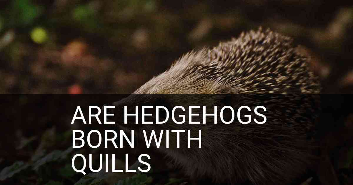Are Hedgehogs Born With Quills