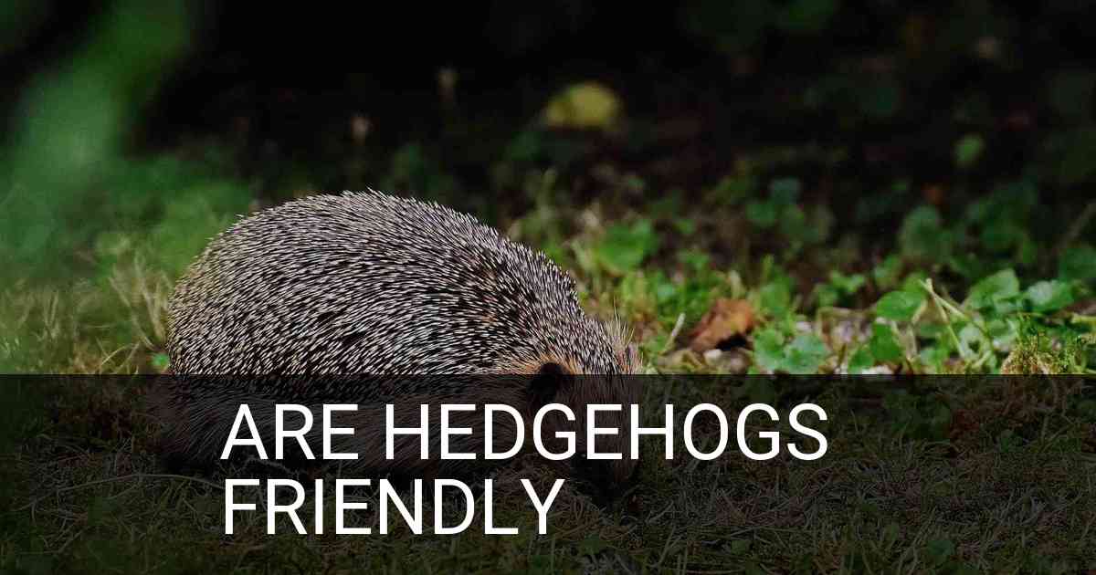Are Hedgehogs Friendly