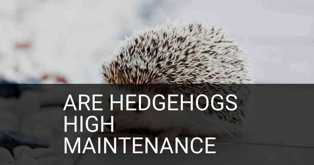 Are Hedgehogs High Maintenance