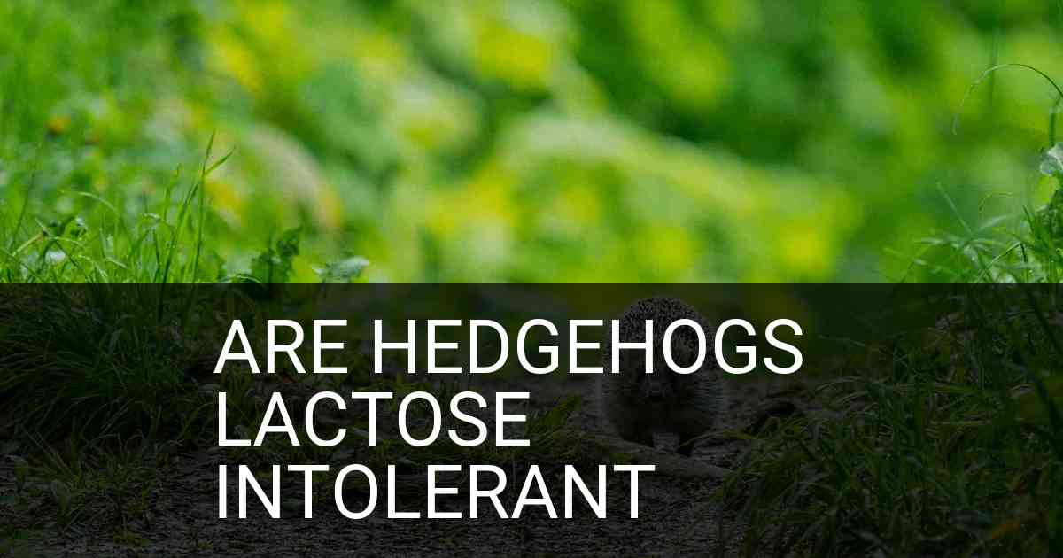 Are Hedgehogs Lactose Intolerant