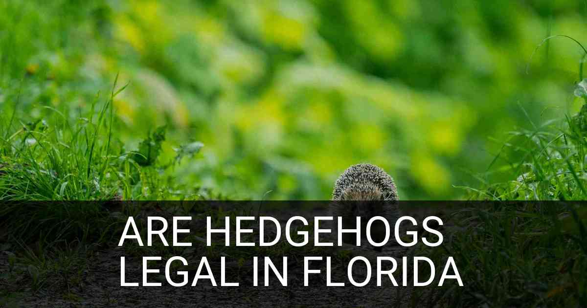 Are Hedgehogs Legal In Florida