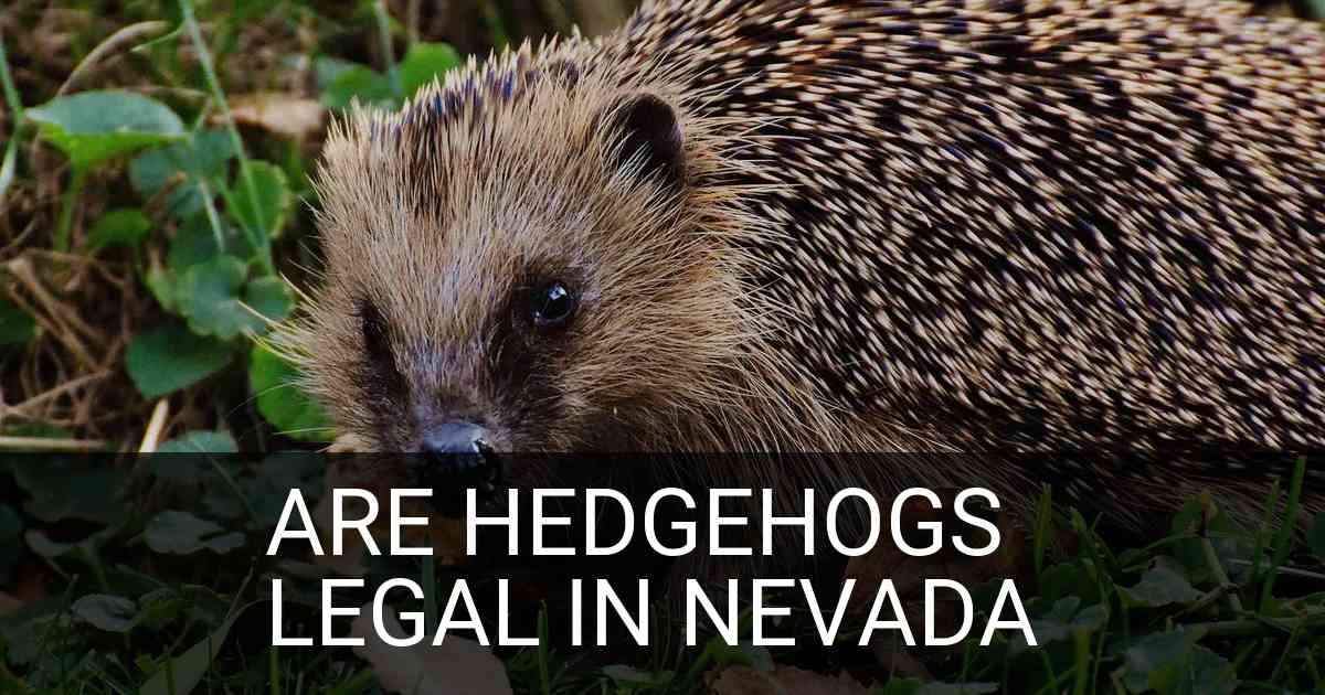 Are Hedgehogs Legal In Nevada