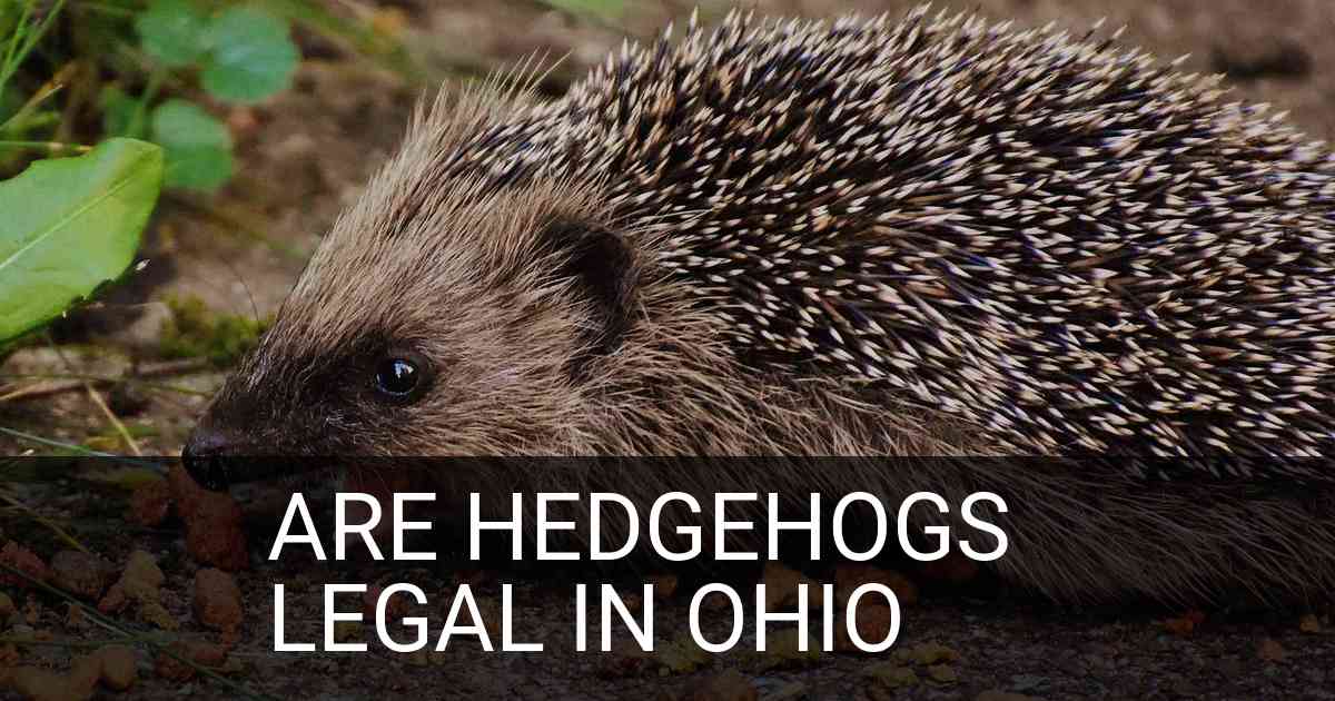 Are Hedgehogs Legal In Ohio