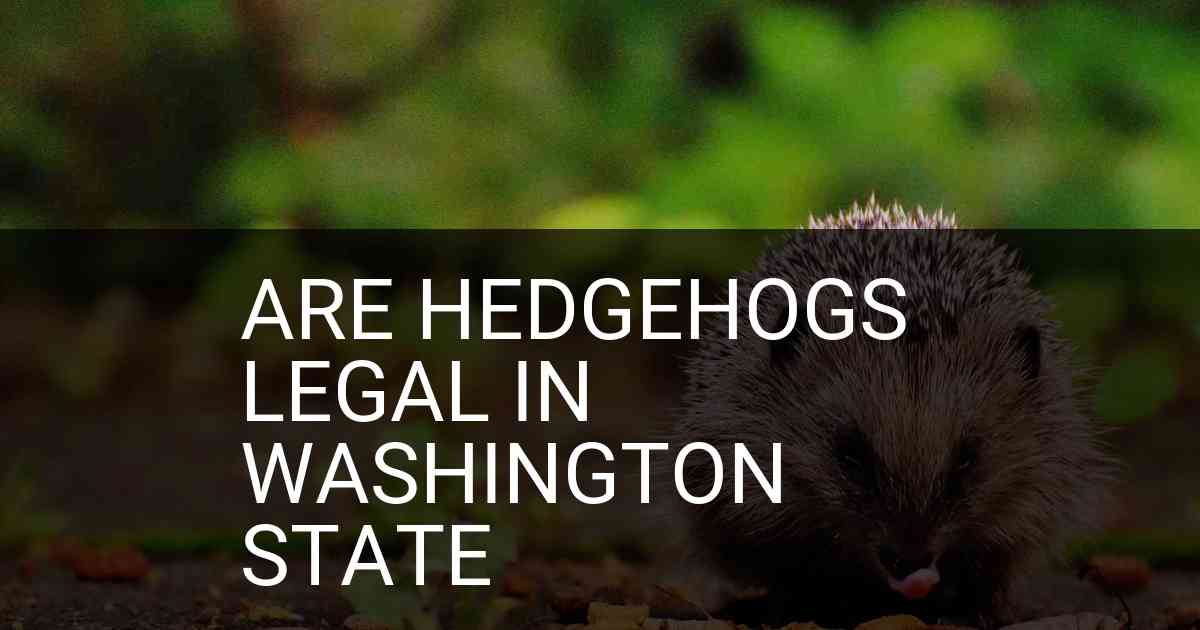 Are Hedgehogs Legal In Washington State