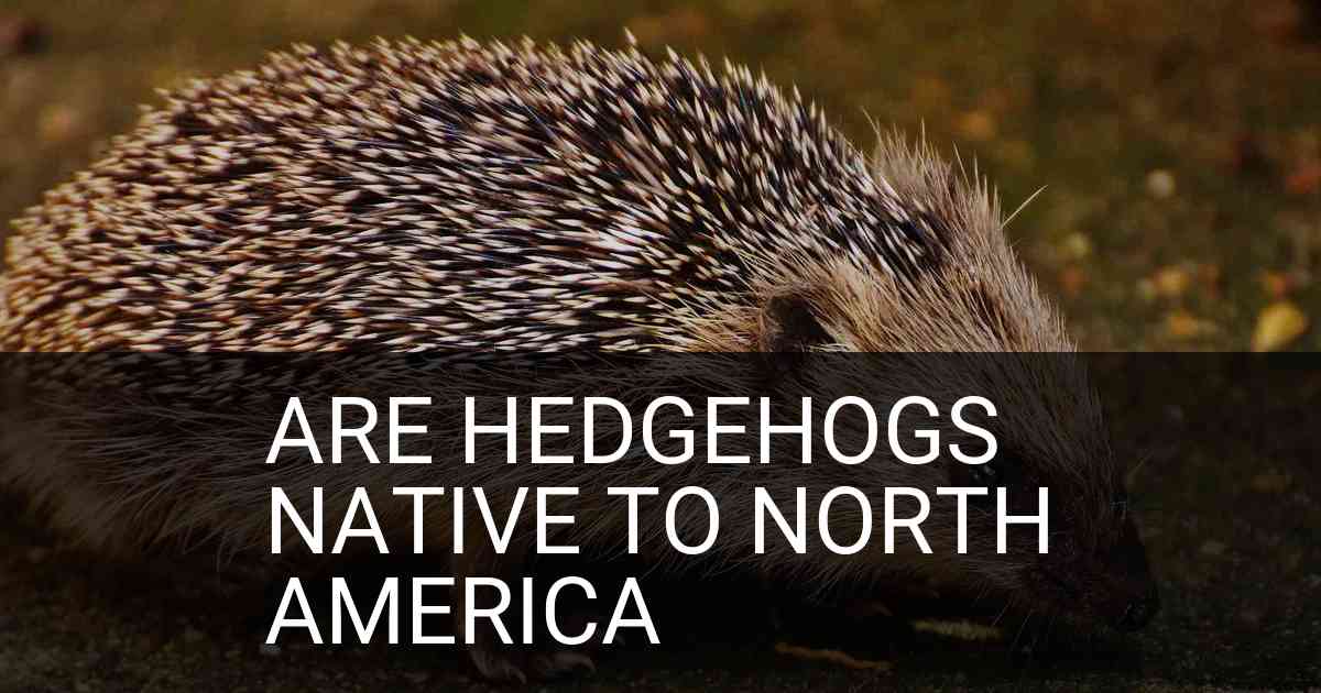 Are Hedgehogs Native To North America