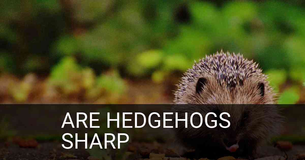 Are Hedgehogs Sharp