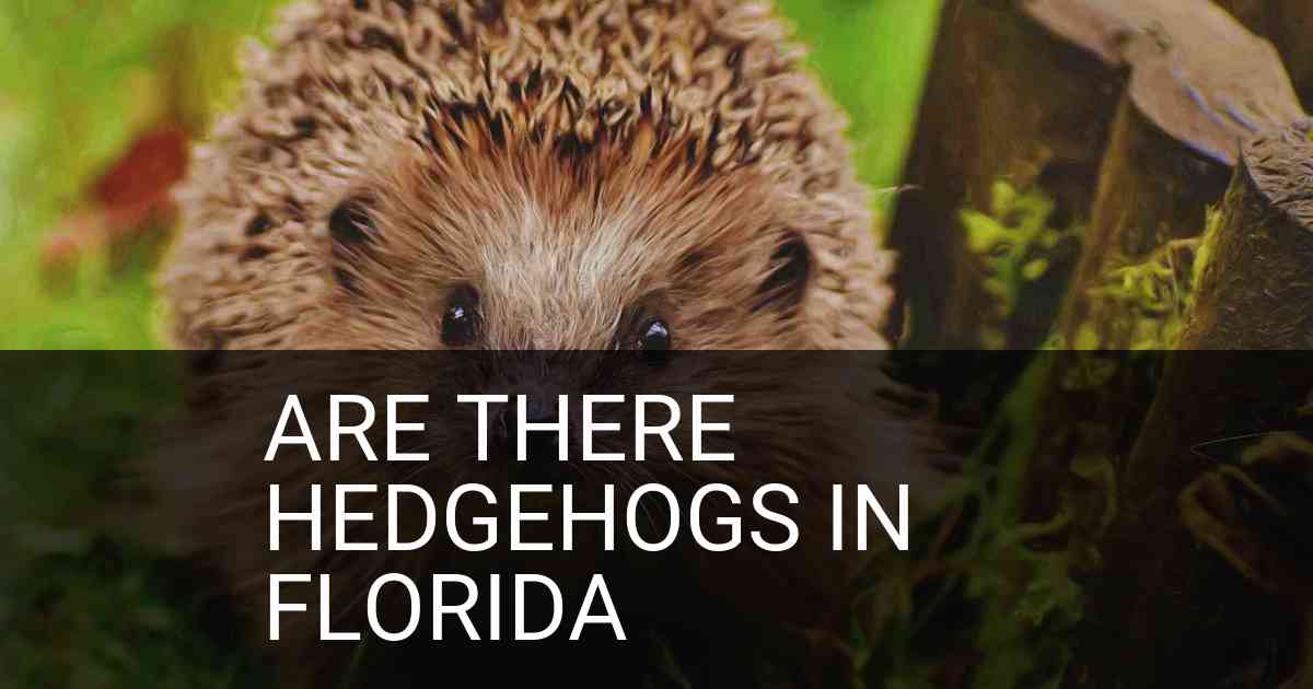Are There Hedgehogs In Florida