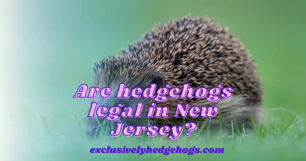 Are Hedgehogs Legal In New Jersey