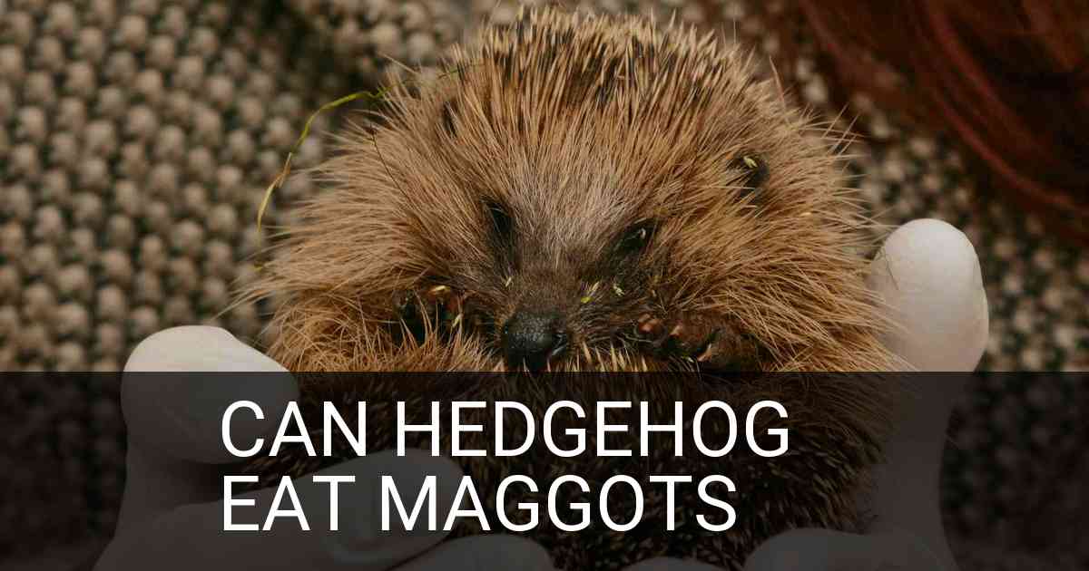 Can Hedgehog Eat Maggots