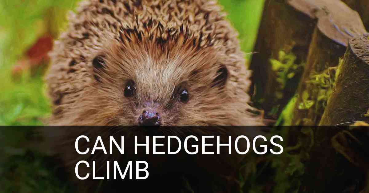 Can Hedgehogs Climb