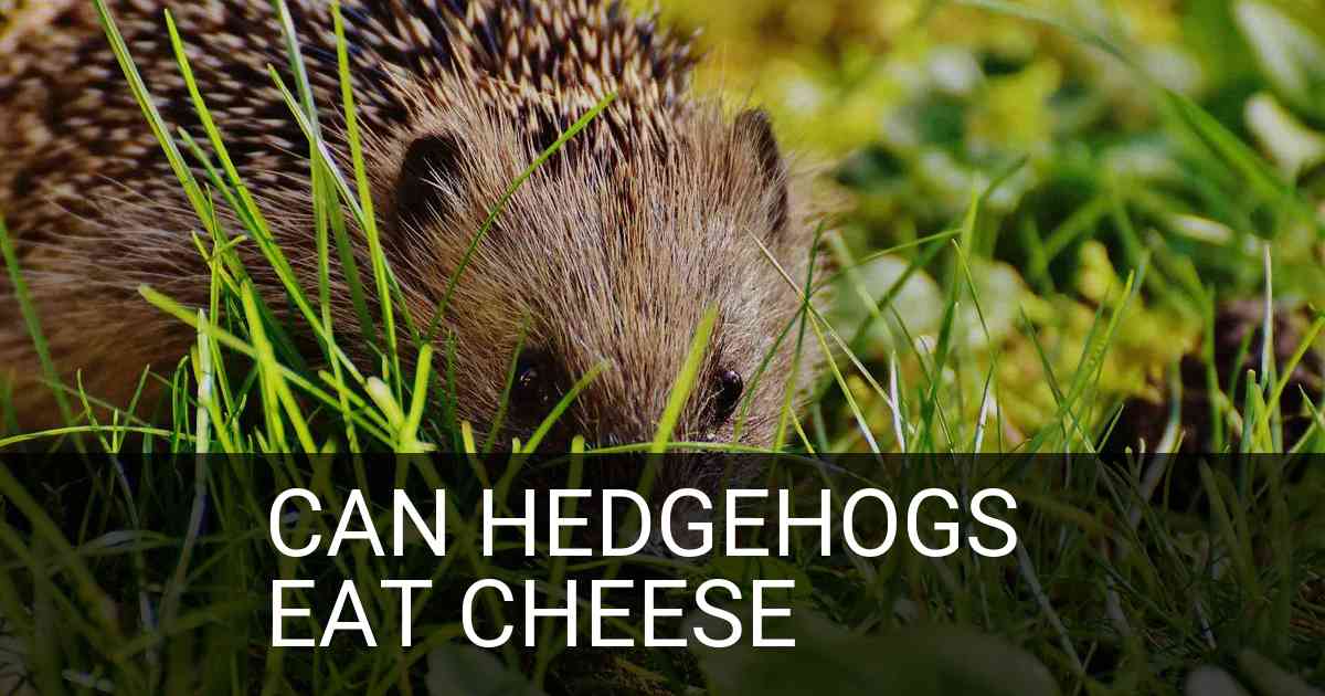 Can Hedgehogs Eat Cheese