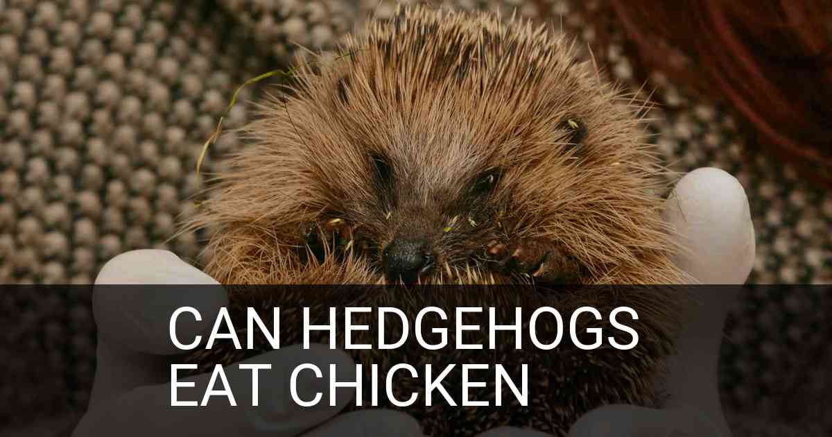 Can Hedgehogs Eat Chicken