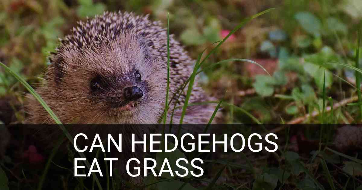 Can Hedgehogs Eat Grass