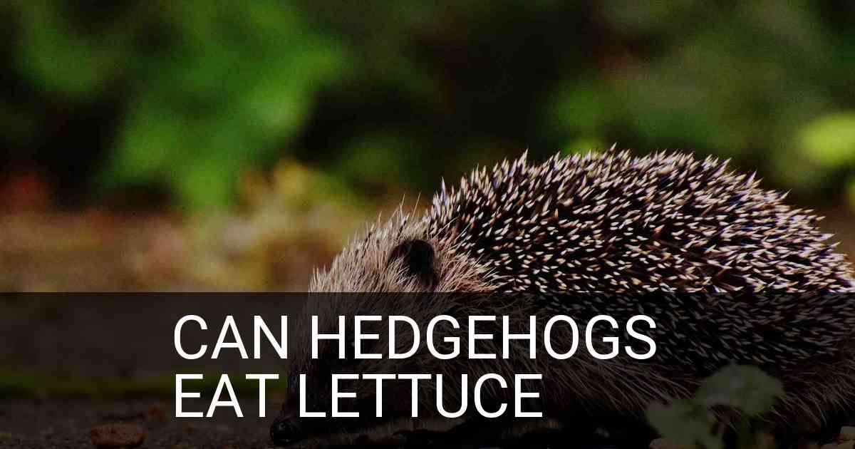 Can Hedgehogs Eat Lettuce