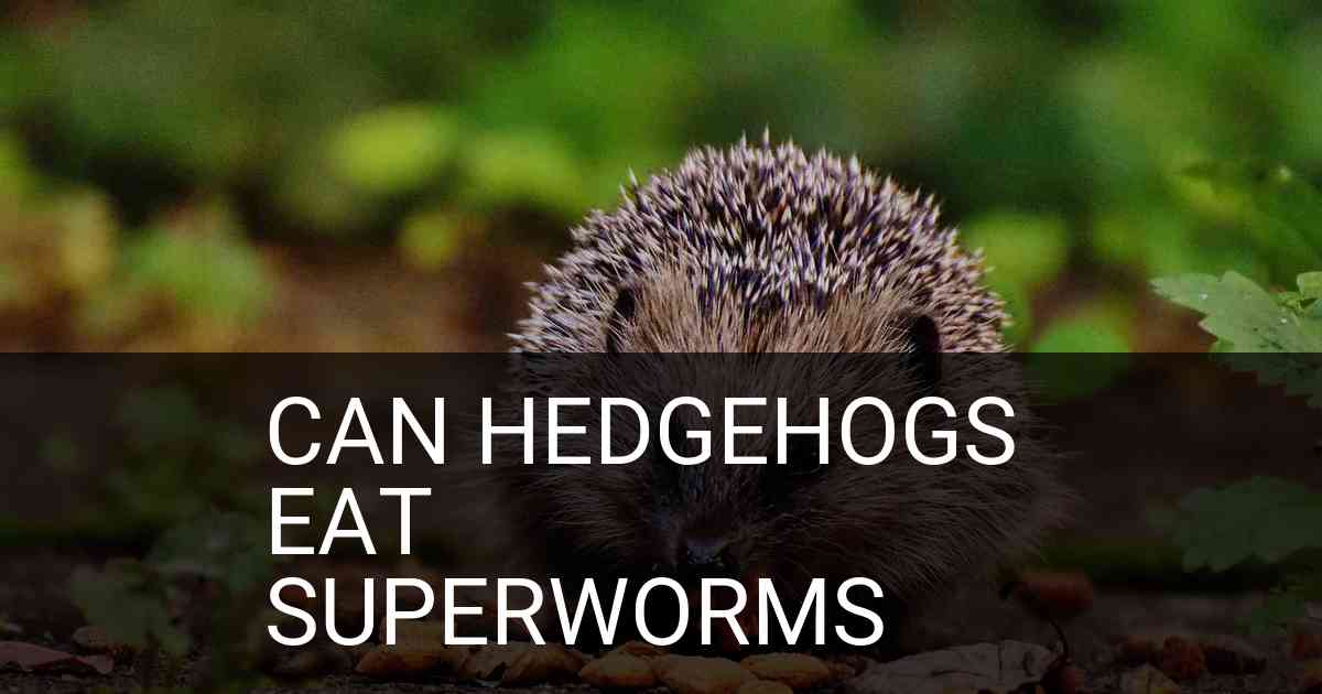 Can Hedgehogs Eat Superworms