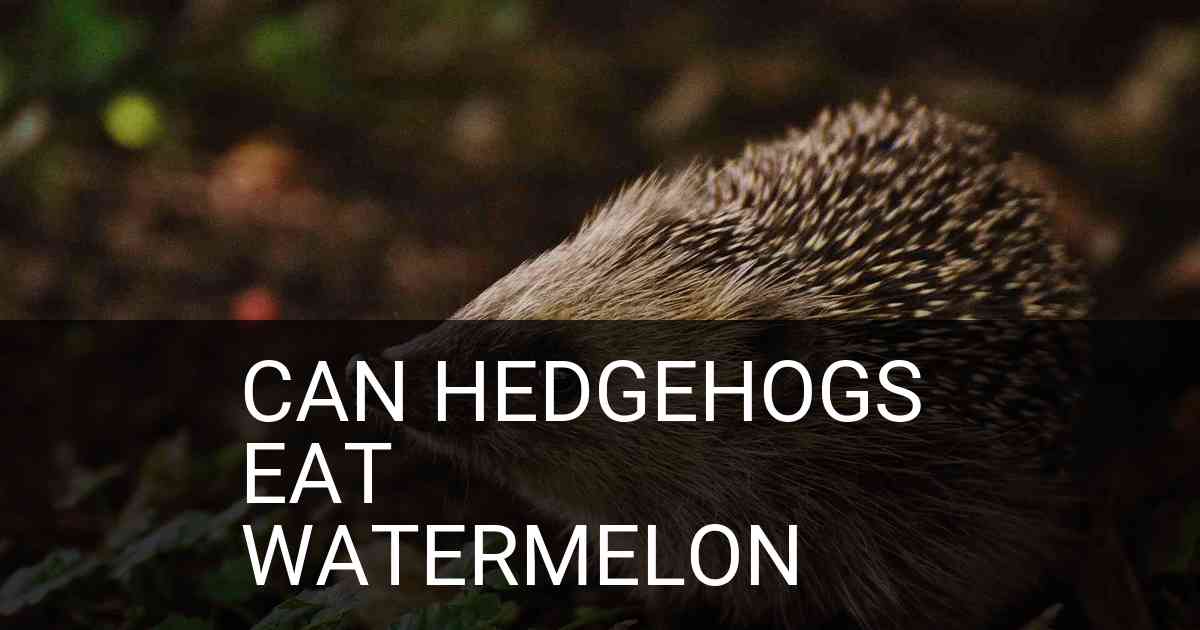 Can Hedgehogs Eat Watermelon