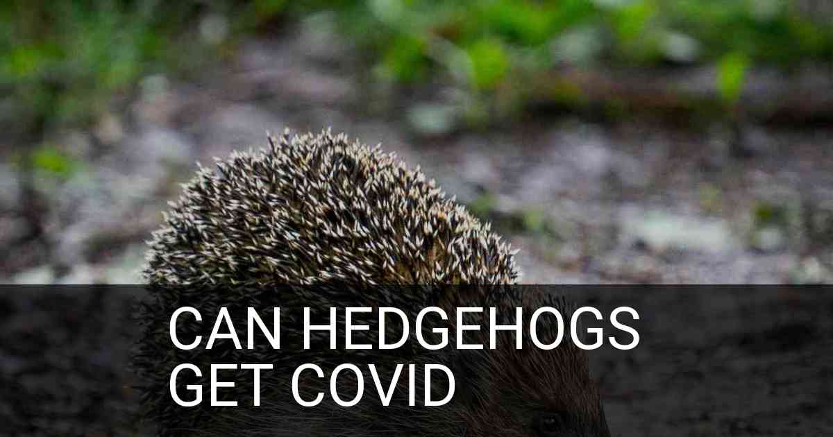 Can Hedgehogs Get Covid